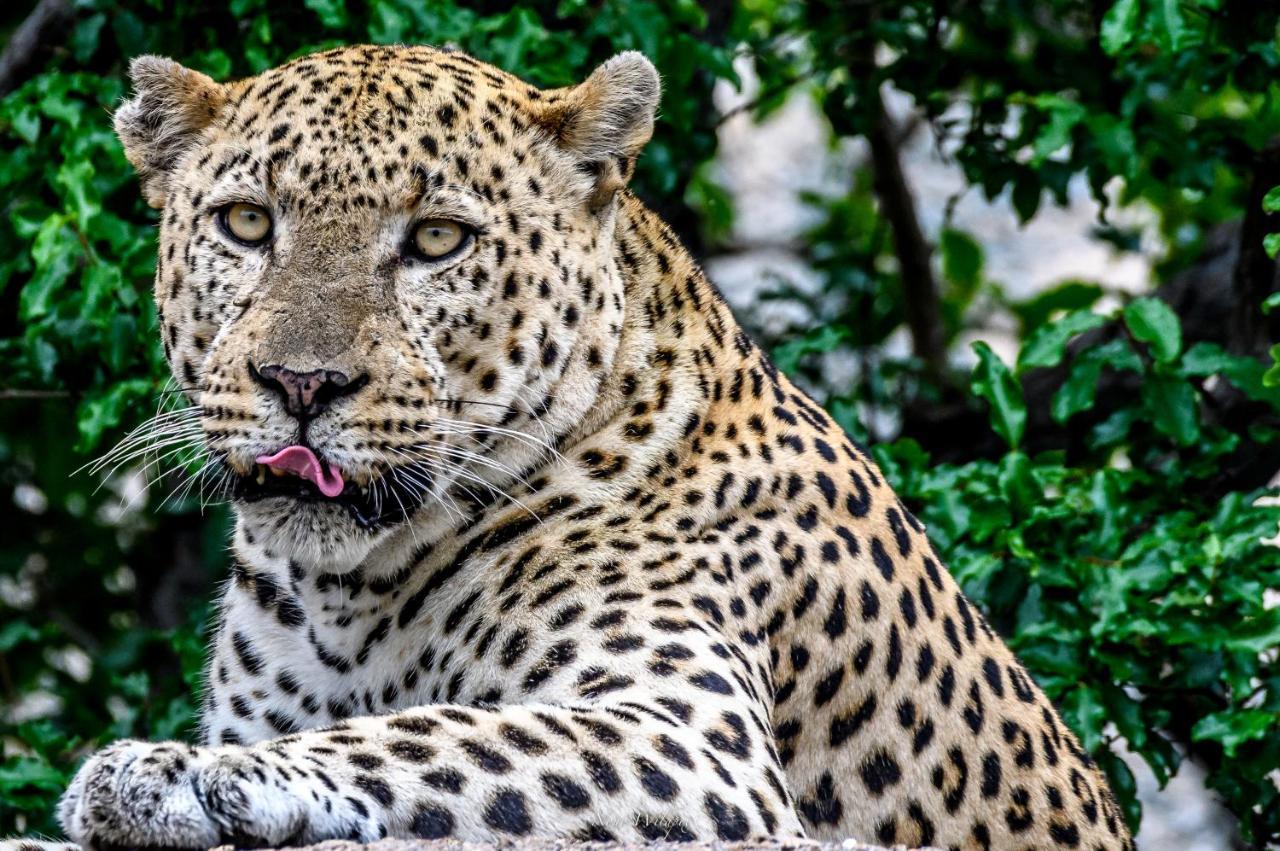 Milima Big 5 Safari Lodge Hoedspruit Exterior foto